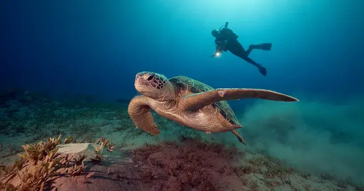 What to Expect on Your First Liveaboard Dive Trip: A Complete Guide